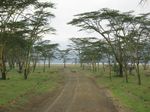 14465 Zebra crossing the road.jpg